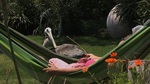 Pelican-Dreams-Morro & Dani Nicholson - Copy.jpg